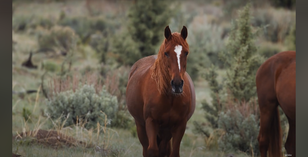 D_wildlandHorses_1