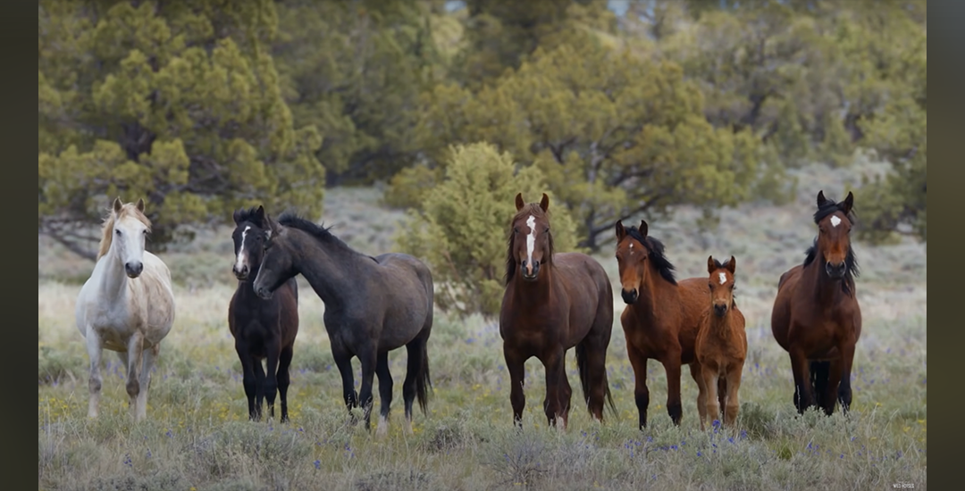 D_wildlandHorses_10