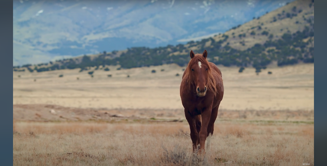 D_wildlandHorses_2