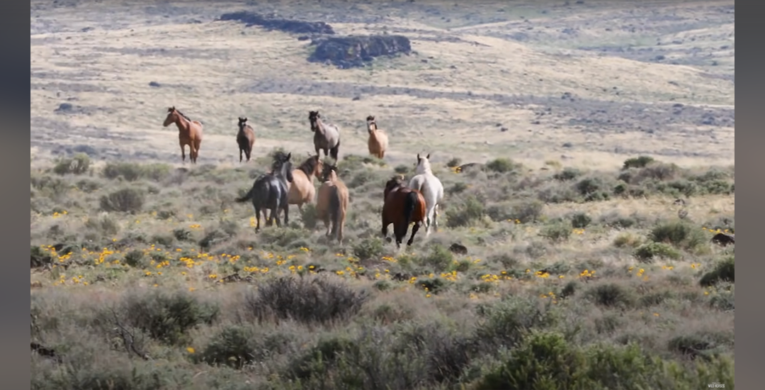 D_wildlandHorses_7