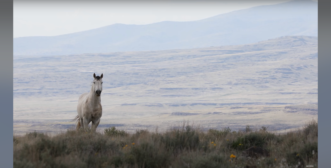 D_wildlandHorses_8