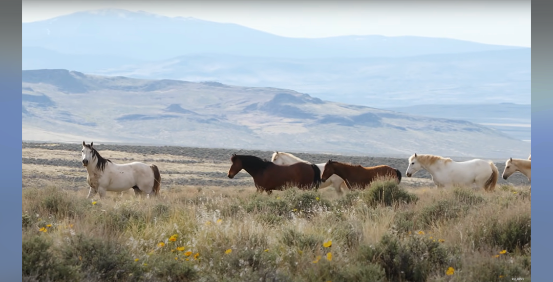 D_wildlandHorses_9